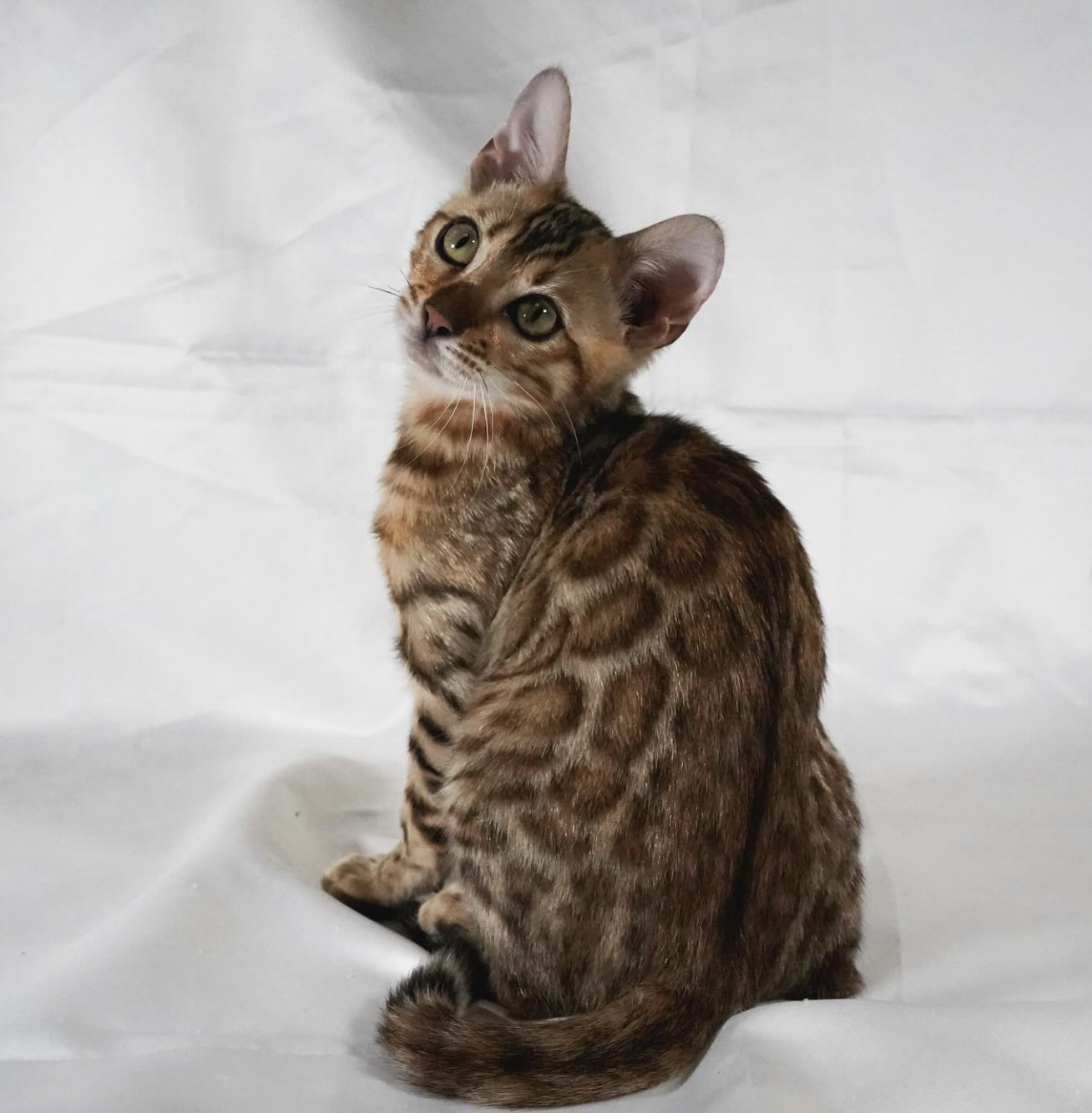 くつろぐベンガル猫